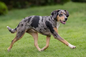 Catahoula Leopard Dog — running