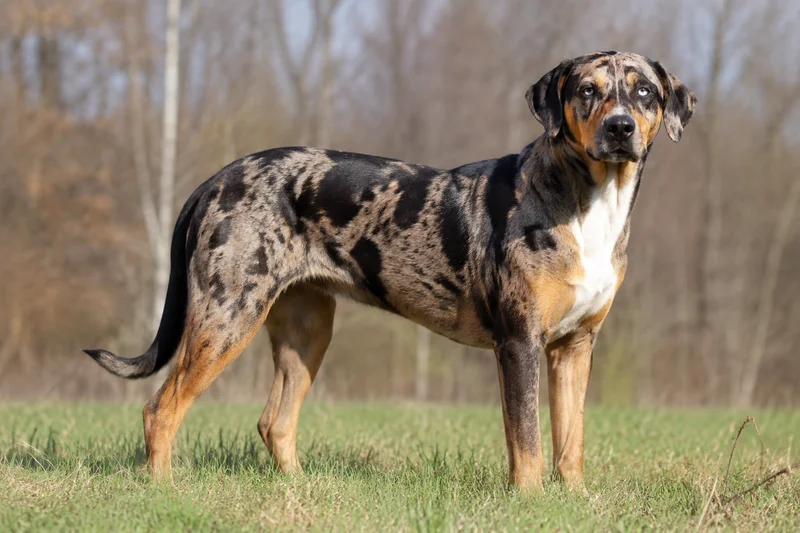 Catahoula Leopard Dog — adult