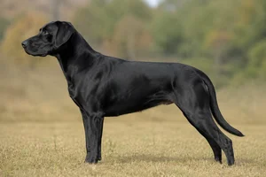 Catahoula Leopard Dog — Black coat