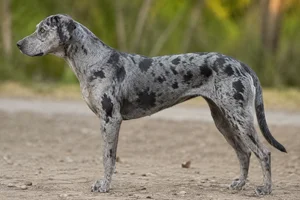 Catahoula Leopard Dog — Blue Merle coat