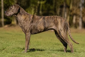 Catahoula Leopard Dog — Brindle coat
