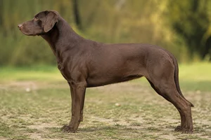 Catahoula Leopard Dog — Liver coat