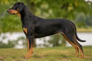 Catahoula Leopard Dog — Tan Points coat