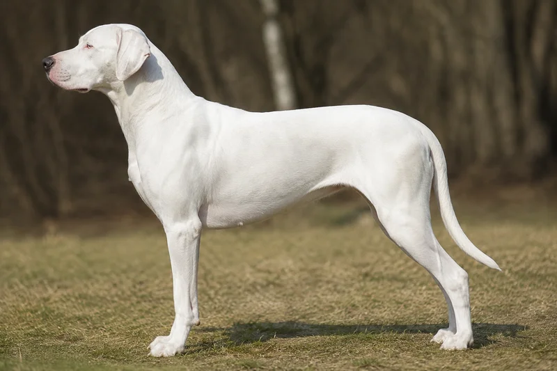 Catahoula Leopard Dog — White coat