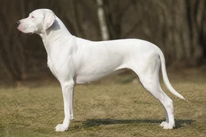 Catahoula Leopard Dog — White coat