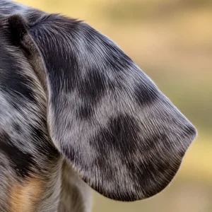 Catahoula Leopard Dog — ears