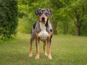 Catahoula Leopard Dog — front
