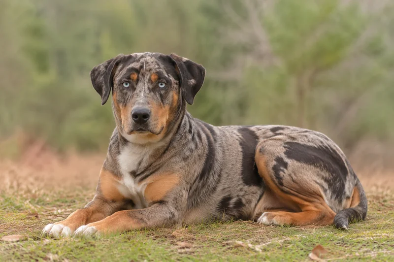 Catahoula Leopard Dog — lying down