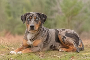 Catahoula Leopard Dog — lying down