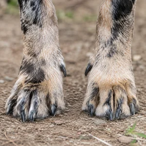 Catahoula Leopard Dog — paws