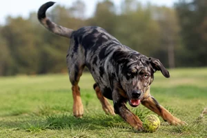 Catahoula Leopard Dog — playing