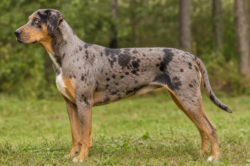 Catahoula Leopard Dog — side