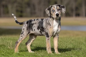 Catahoula Leopard Dog — puppy (~4 mo)
