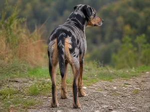 Catahoula Leopard Dog — rear