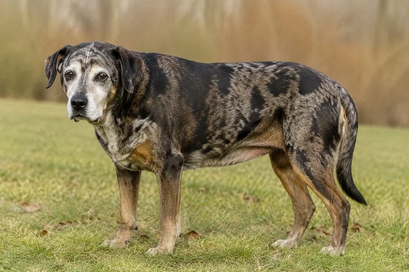 Catahoula Leopard Dog — senior