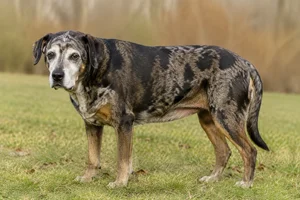 Catahoula Leopard Dog — senior