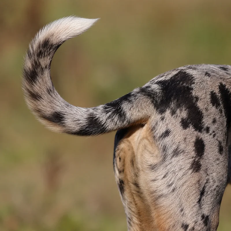 Catahoula Leopard Dog — tail