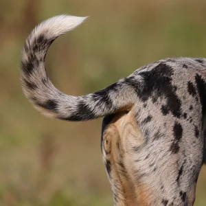 Catahoula Leopard Dog — tail