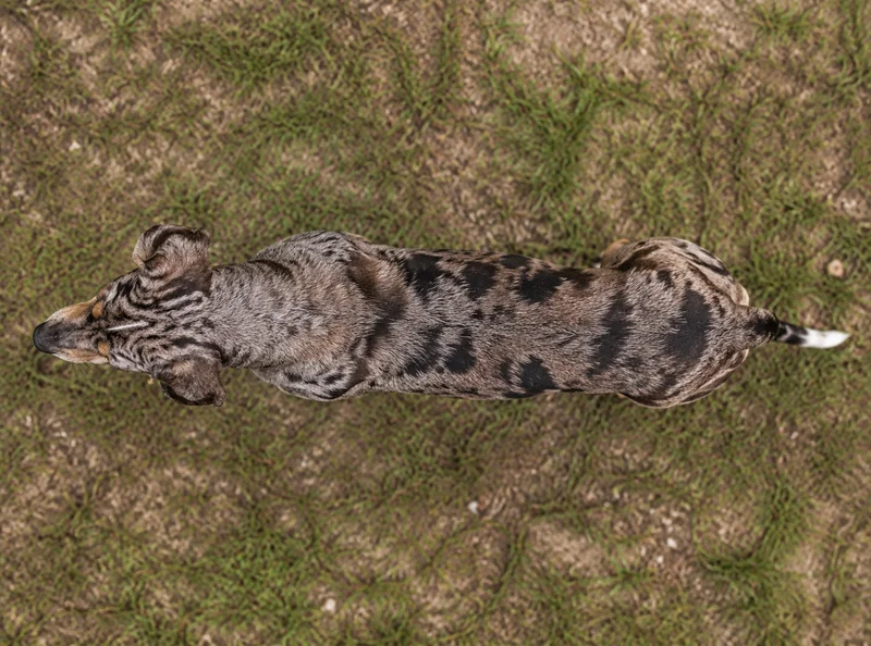 Catahoula Leopard Dog — top