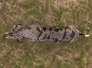 Catahoula Leopard Dog — top