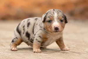 Catahoula Leopard Dog — young puppy (~1 mo)