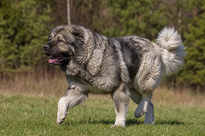 Caucasian Shepherd Dog — running
