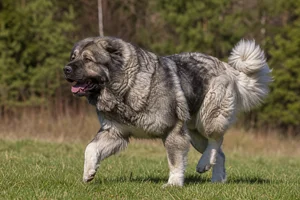 Caucasian Shepherd Dog — running