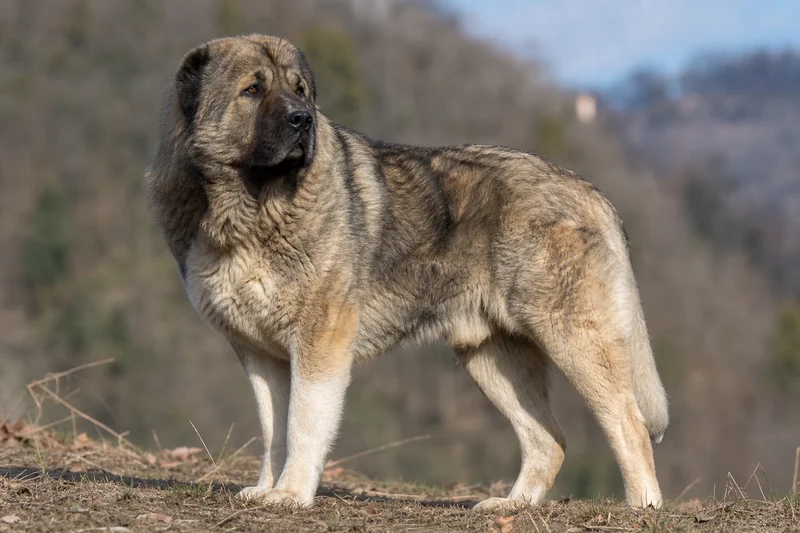 Caucasian Shepherd Dog — adult