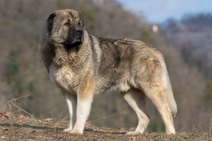 Caucasian Shepherd Dog — adult