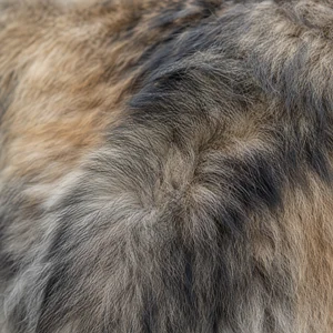 Caucasian Shepherd Dog — coat texture