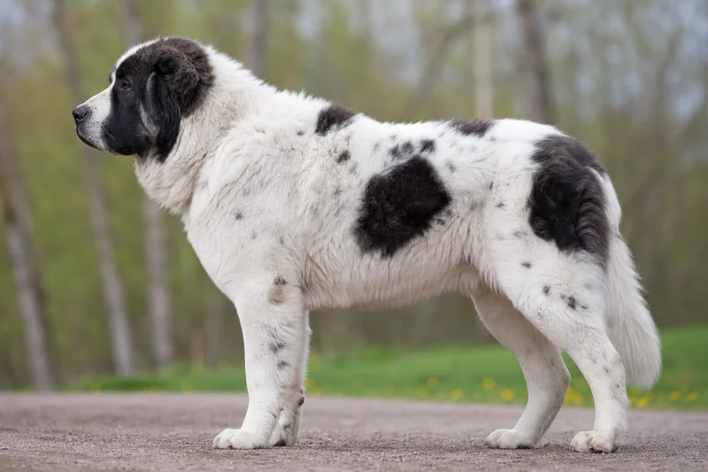 Caucasian Shepherd Dog — piebald coat