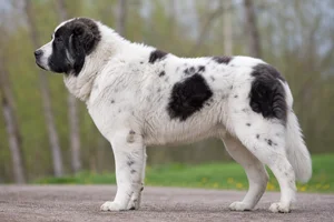 Caucasian Shepherd Dog — piebald coat