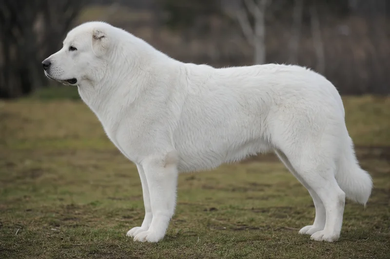 Caucasian Shepherd Dog — white coat