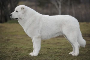 Caucasian Shepherd Dog — white coat