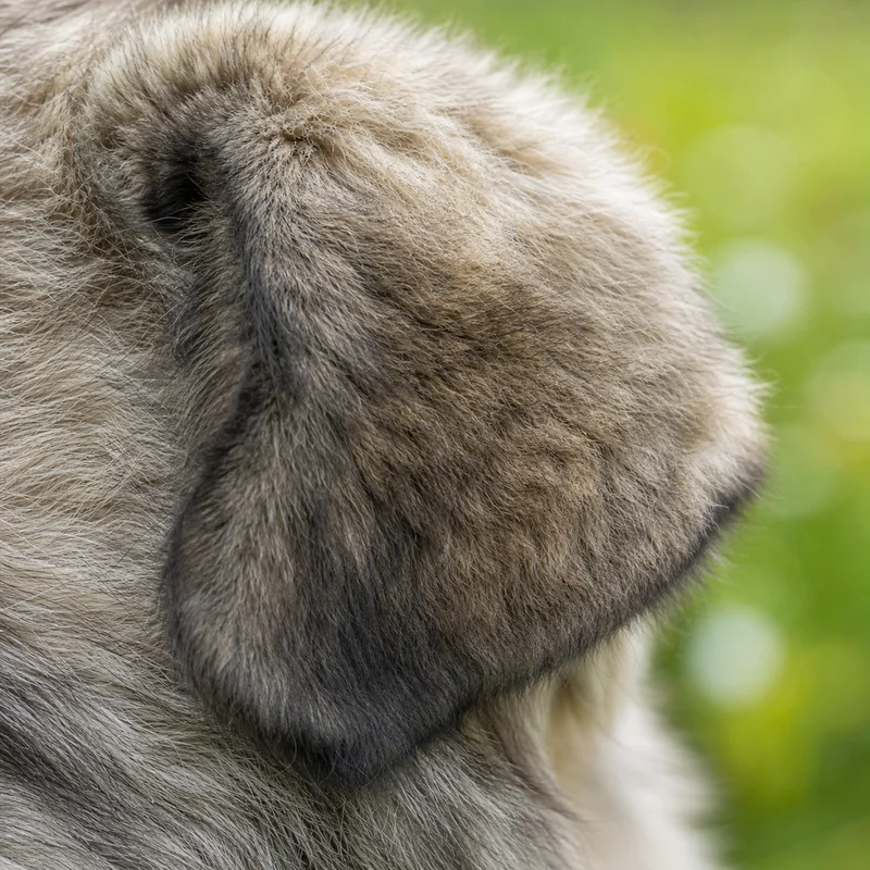 Caucasian Shepherd Dog — ears