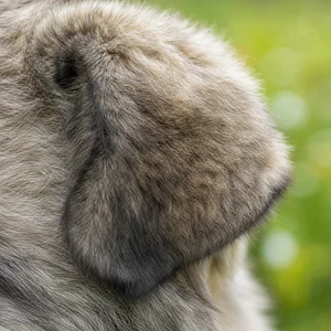 Caucasian Shepherd Dog — ears