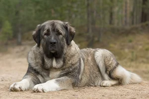 Caucasian Shepherd Dog — lying down