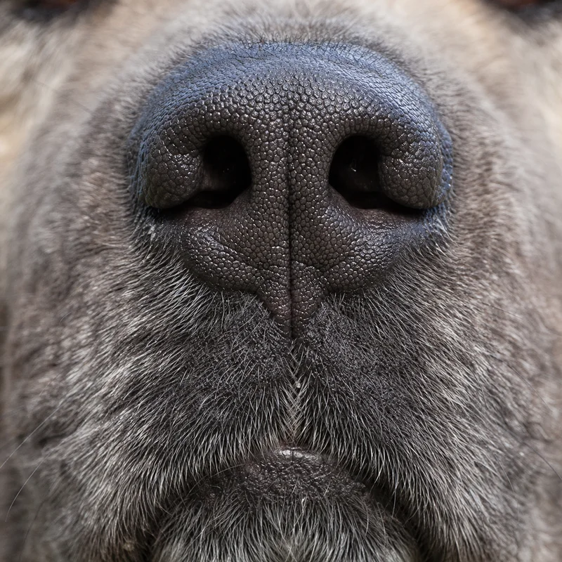 Caucasian Shepherd Dog — nose