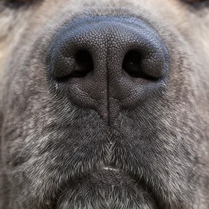 Caucasian Shepherd Dog — nose
