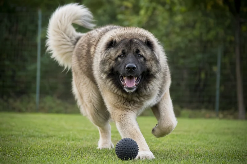 Caucasian Shepherd Dog — playing