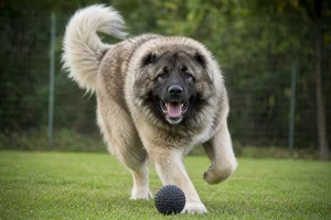 Caucasian Shepherd Dog — playing