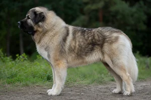 Caucasian Shepherd Dog dog