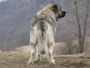 Caucasian Shepherd Dog — rear