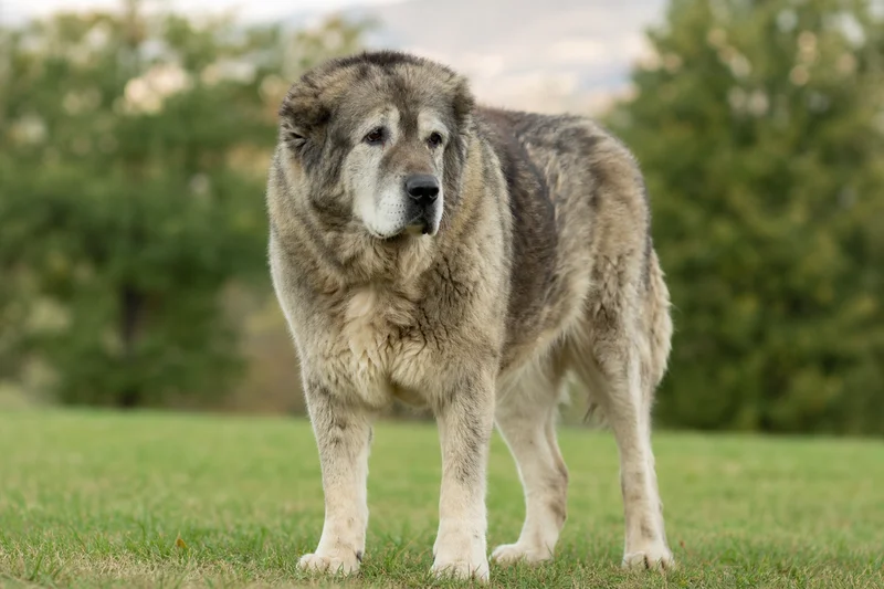 Caucasian Shepherd Dog — senior