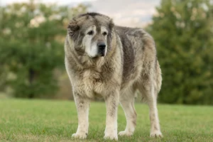 Caucasian Shepherd Dog — senior