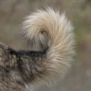 Caucasian Shepherd Dog — tail