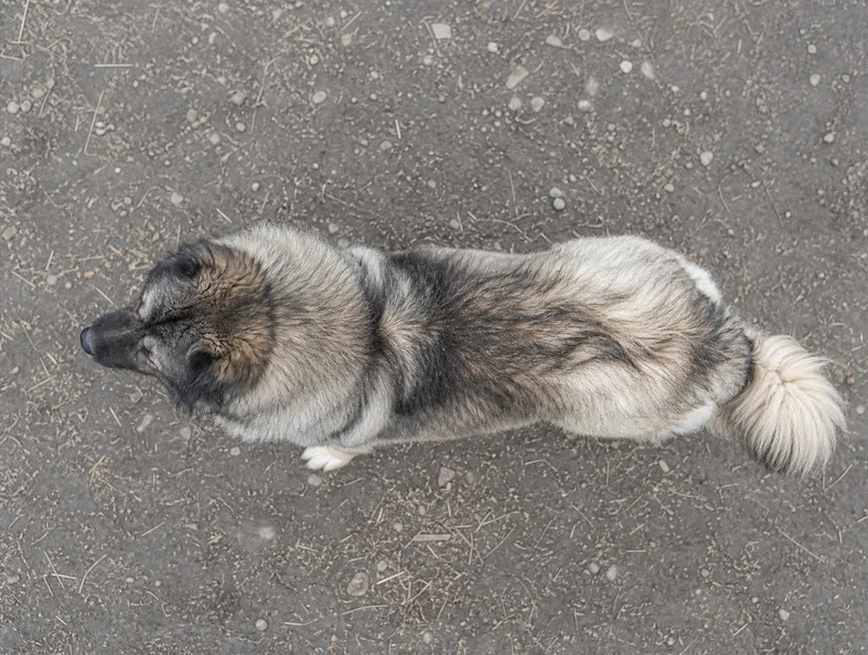 Caucasian Shepherd Dog — top
