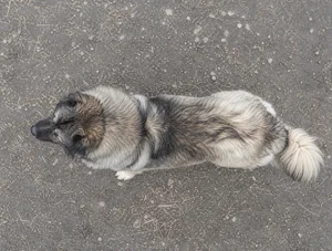 Caucasian Shepherd Dog — top