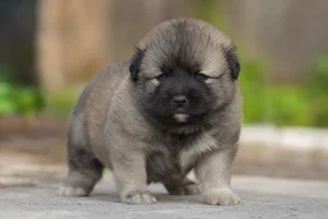 Caucasian Shepherd Dog — young puppy (~1 mo)