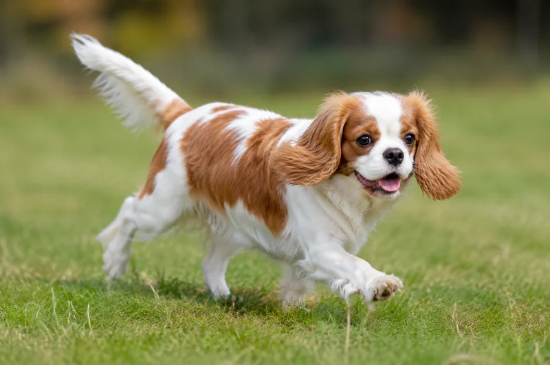 Cavalier King Charles Spaniel — running